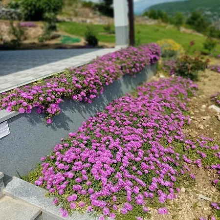 Rosa * Ricice (Prolozac)